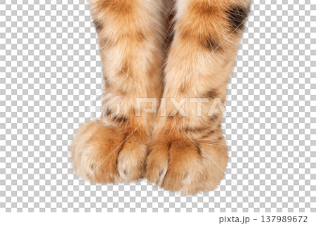 Bengal cat paws isolated cut out PNG 137989672