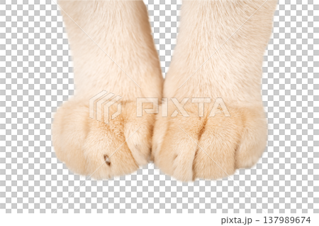 Cat paws isolated on transparent background PNG Cat paws isolated on transparent background PNG 137989674