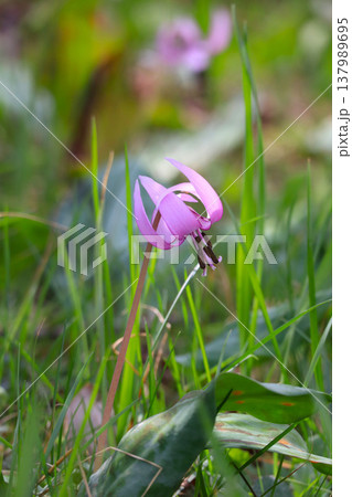 春の野に咲くカタクリの花 春の野に咲くカタクリの花 137989695