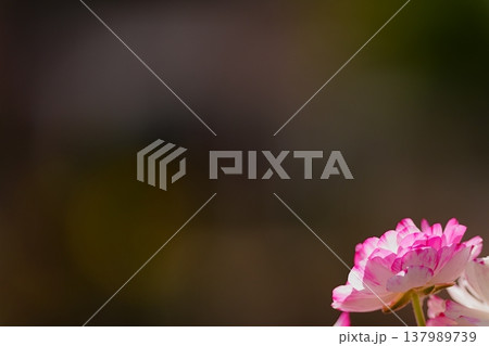 ピンクの花のクローズアップ 大きな余白と背景ぼけ 137989739
