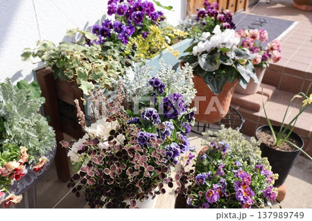 春の花の寄せ植え＆寄せ鉢 137989749