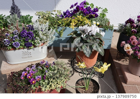 春の花の寄せ植え&寄せ鉢 春の花の寄せ植え&寄せ鉢 137989750