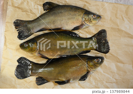 Three raw tench fish arranged on a piece of brown paper. Three raw tench fish arranged on a piece of brown paper. 137989844