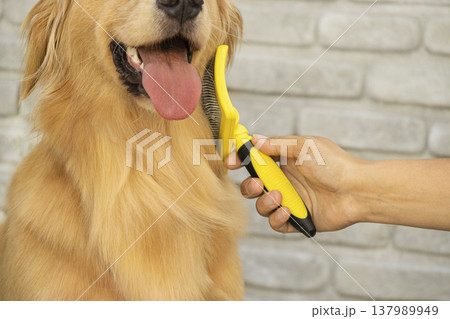 Owner brushing golden retriever dog with yellow slicker brush Owner brushing golden retriever dog with yellow slicker brush 137989949