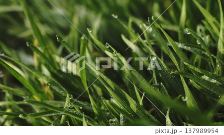 Lush green grass. Spring forbs 137989954