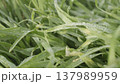 Lush green grass. Spring forbs 137989959