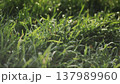 Lush green grass with dew drops. Spring forbs 137989960