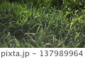 Lush green grass with dew drops. Spring forbs 137989964