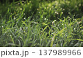 Lush green grass with dew drops. Spring forbs 137989966