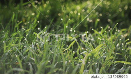 Lush green grass with dew drops. Spring forbs Lush green grass with dew drops. Spring forbs 137989966