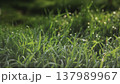 Lush green grass with dew drops. Spring forbs 137989967