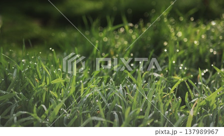 Lush green grass with dew drops. Spring forbs Lush green grass with dew drops. Spring forbs 137989967