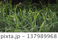 Lush green grass with dew drops. Spring forbs 137989968