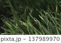 Lush green grass. Spring forbs 137989970