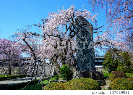 東京都　府中市　東郷寺（とうごうじ）　しだれ桜 137989981