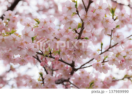 桜 00061 桜 00061 137989990