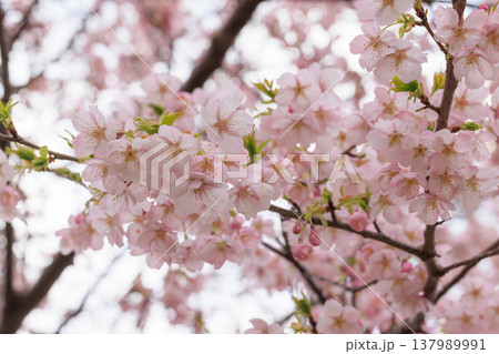 桜 00062 桜 00062 137989991