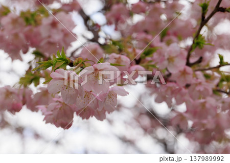 桜 00063 桜 00063 137989992