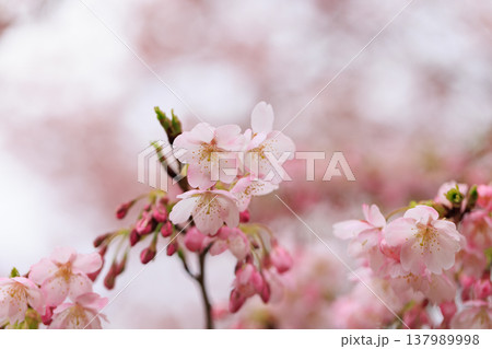 桜 00069 桜 00069 137989998