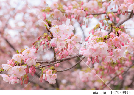 桜　00070 137989999