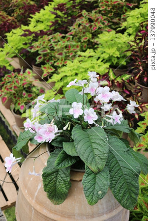 鉢植えの白とピンクの花とカラフルな観葉植物が並ぶガーデン風景 鉢植えの白とピンクの花とカラフルな観葉植物が並ぶガーデン風景 137990048