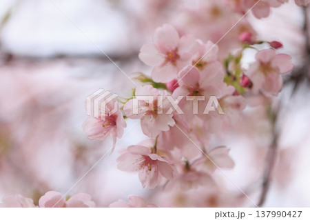 桜 00077 桜 00077 137990427