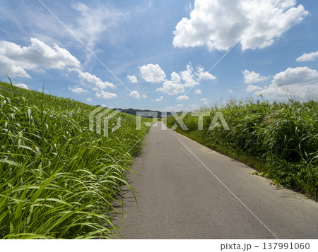 草に覆われた大和川河川敷の道路 137991060