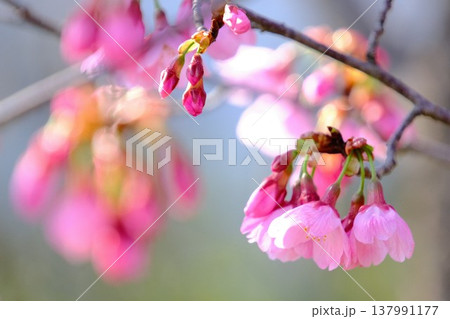 早咲きの寒緋桜 満開の花と蕾 春のイメージ素材 早咲きの寒緋桜 満開の花と蕾 春のイメージ素材 137991177