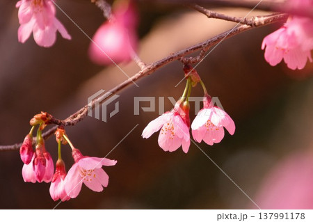 早咲きの寒緋桜　満開の花と蕾　春のイメージ素材 137991178