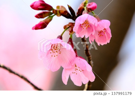 春を告げる鮮やかなピンクの桜 寒緋桜のクローズアップ 春を告げる鮮やかなピンクの桜 寒緋桜のクローズアップ 137991179