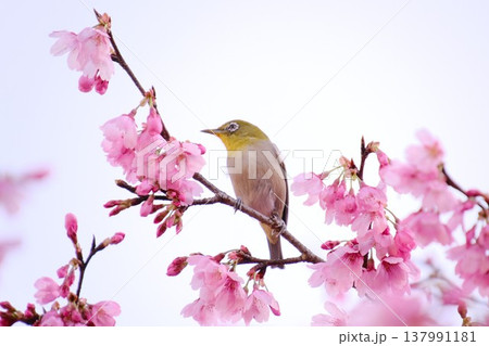 満開の河津桜とメジロ 春の訪れを告げる野鳥 満開の河津桜とメジロ 春の訪れを告げる野鳥 137991181