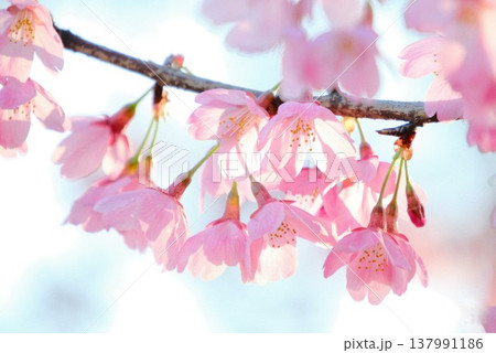光に透けるピンク色の河津桜 青空と春の陽光 137991186
