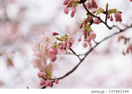 桜 00085 桜 00085 137991549