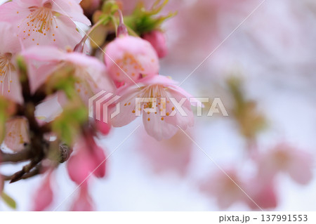 桜 00089 桜 00089 137991553