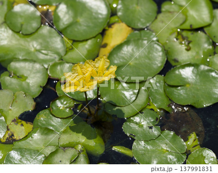 池に咲くアサザの花 137991831
