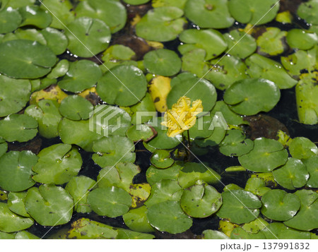 池に咲くアサザの花 池に咲くアサザの花 137991832
