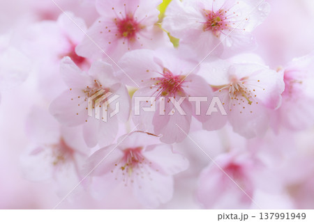 桜　00093 137991949