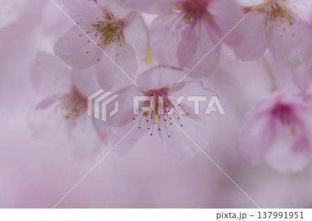 桜 00095 桜 00095 137991951
