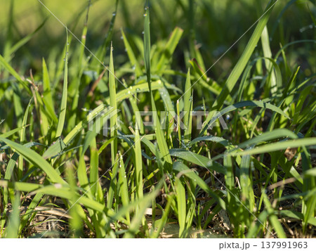 朝露の水滴が輝く野原 137991963