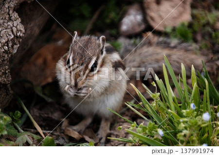 芽吹きの季節に佇むシマリス もぐもぐとエサを食べる姿 芽吹きの季節に佇むシマリス もぐもぐとエサを食べる姿 137991974