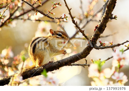 春の陽光に包まれて佇むシマリス 桜と小動物 春の陽光に包まれて佇むシマリス 桜と小動物 137991976