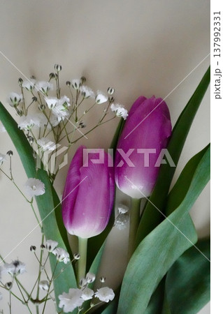 春の花 春の花 137992331