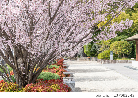 満開の東海桜(名古屋市東区) 満開の東海桜(名古屋市東区) 137992345