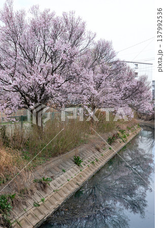 （田園の街）農業用水に咲いた桜 137992536