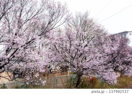 (田園の街)団地の桜 (田園の街)団地の桜 137992537