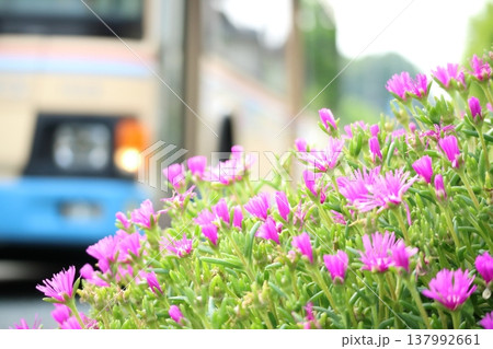 花 バス 花 バス 137992661