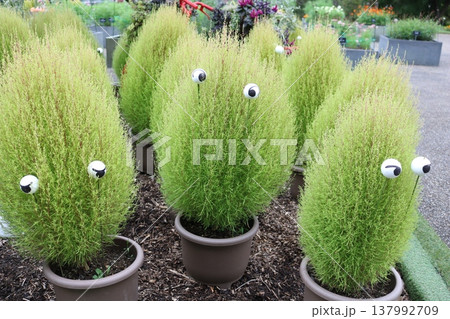 ポットに植えられたコキアと目玉ピックのユニークなガーデンディスプレイ ポットに植えられたコキアと目玉ピックのユニークなガーデンディスプレイ 137992709