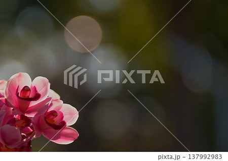 やわらかな光と玉ボケに包まれたピンクの蘭の花 137992983