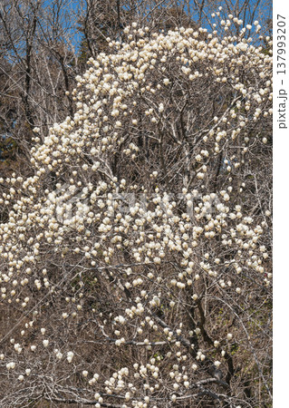 春の花　ハクモクレン 137993207