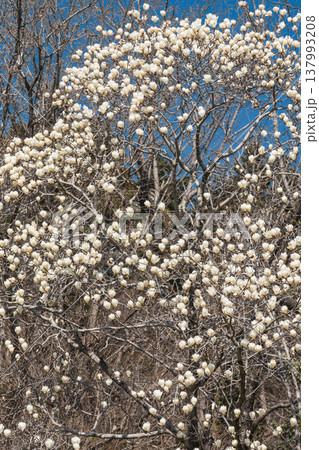 春の花 ハクモクレン 春の花 ハクモクレン 137993208